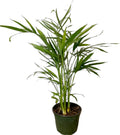 6" Pot Areca Palm Live Plant P39731