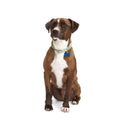 Macrame Dog Collar O696