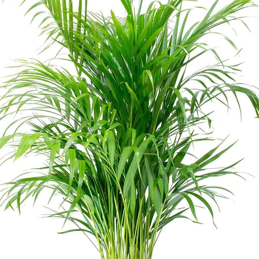 6" Pot Areca Palm Live Plant P39731