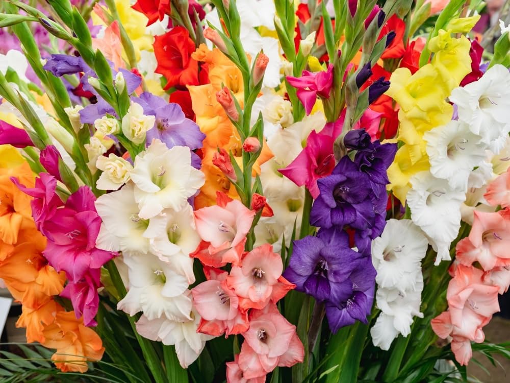 20 Bulbs Mixed Gladiolus Flower Bulbs Q6648