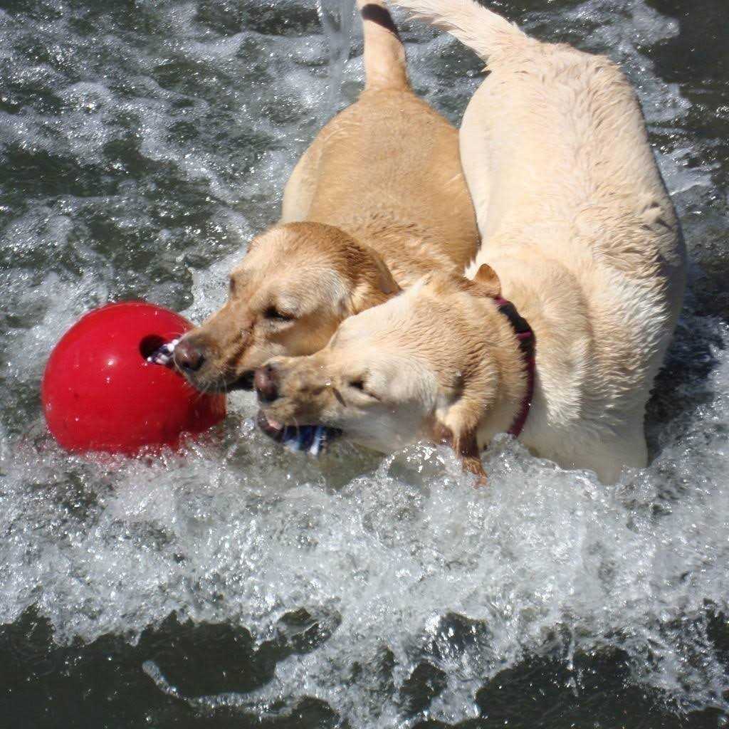 Pet Supplies F75874