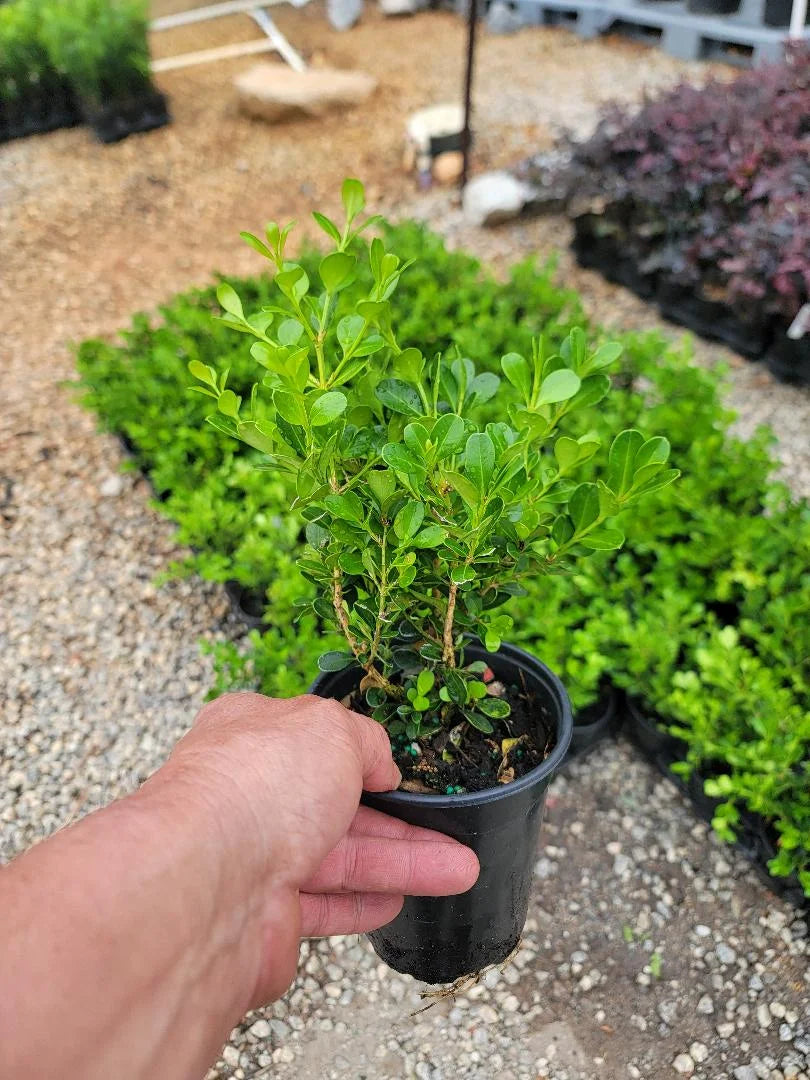 Live Plant 1 QT Evergreen S218