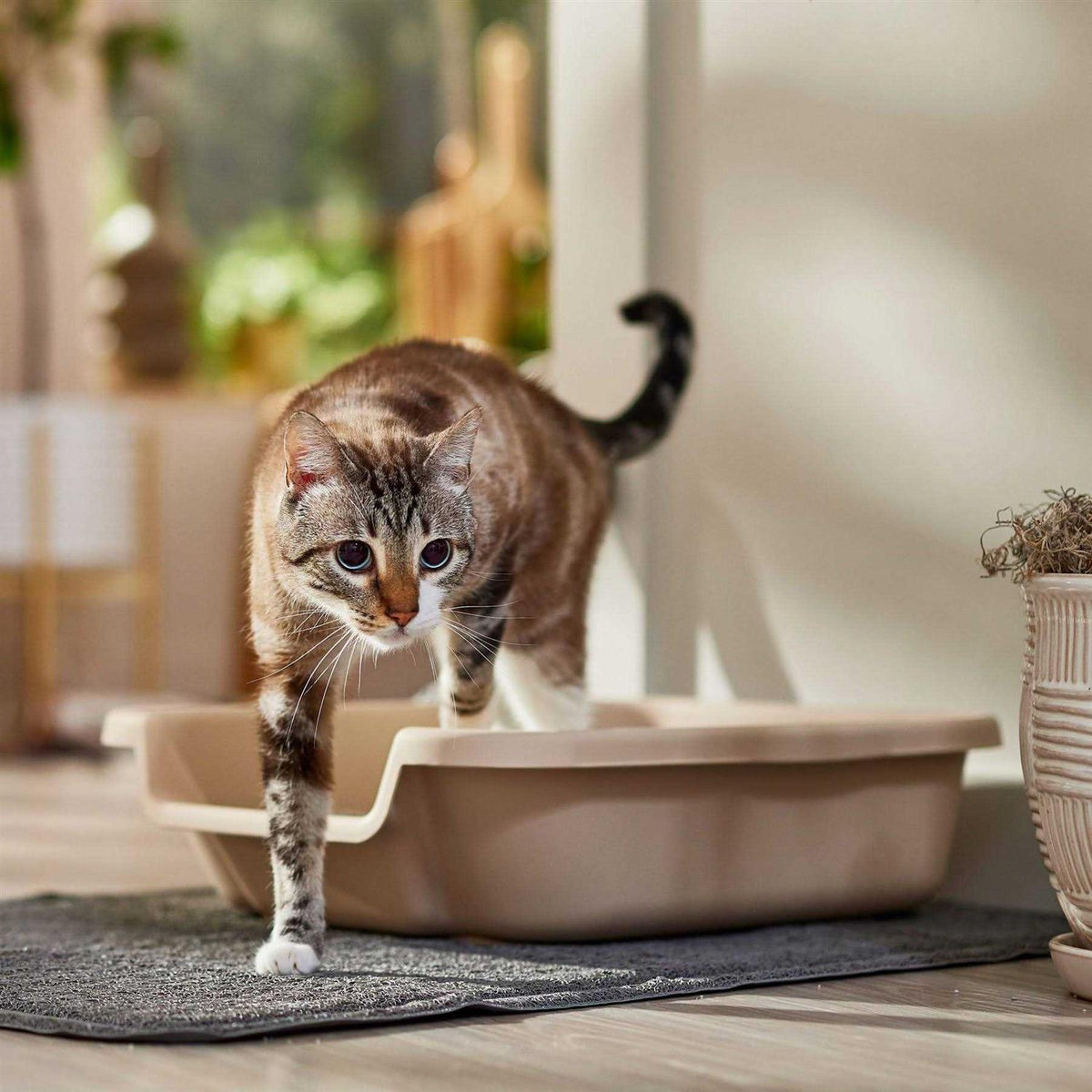 Senior Cat Litter Box G783