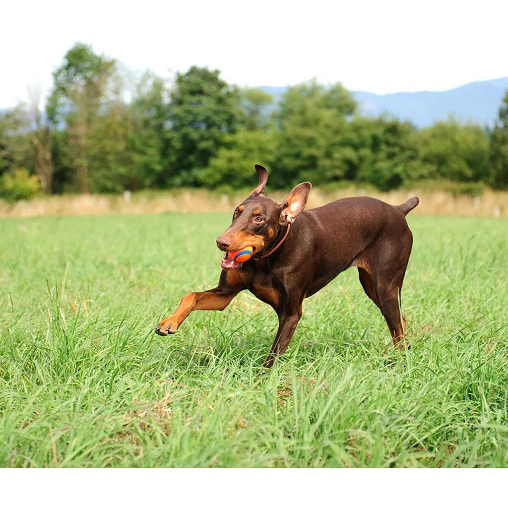 Canister Ultra Ball Dog Toy T812166