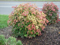 1 Dwarf Nandina Firepower M825924
