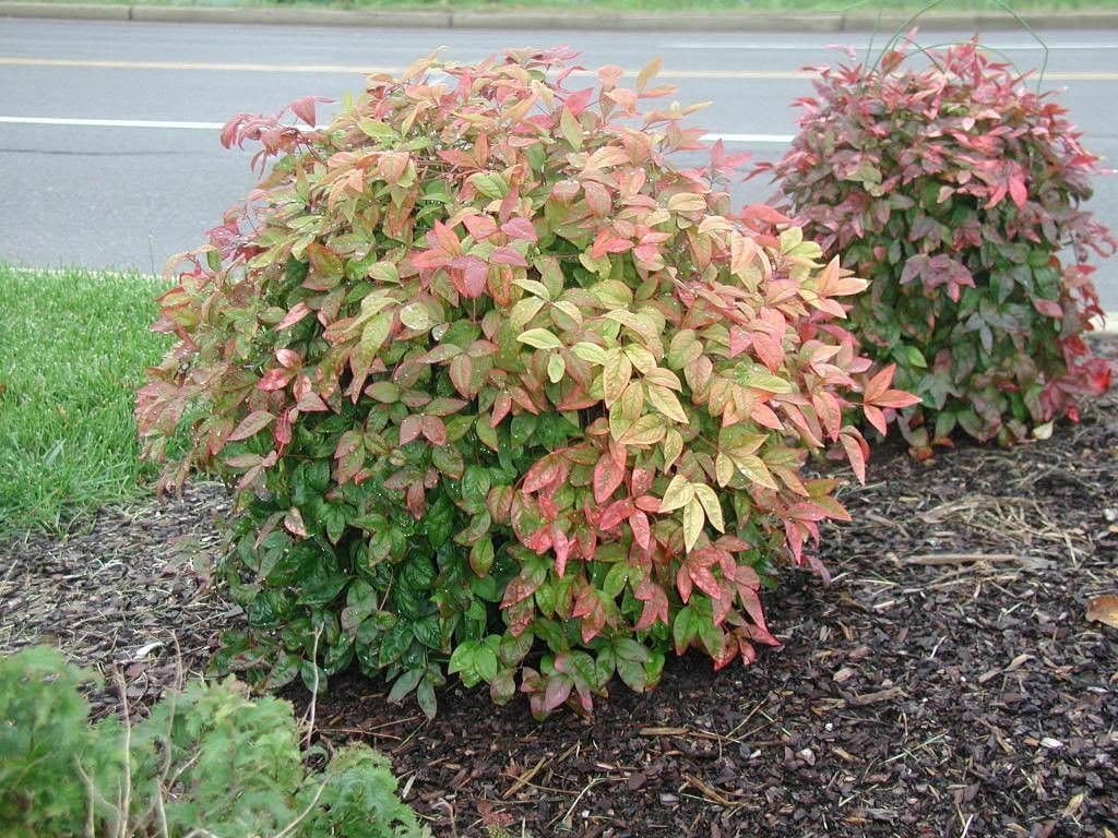 1 Dwarf Nandina Firepower M825924