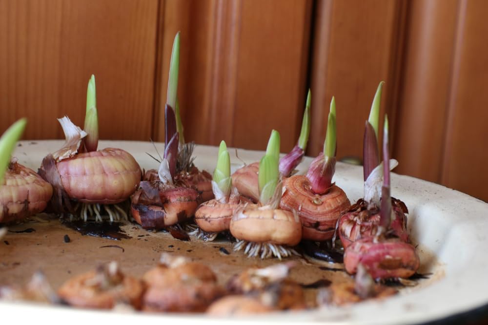 20 Bulbs Mixed Gladiolus Flower Bulbs Q6648