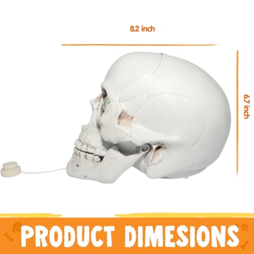 Sound Activated LED Skull Halloween Decoration Z284585