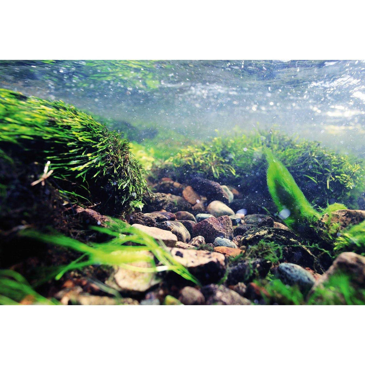 Aquarium Background I393424