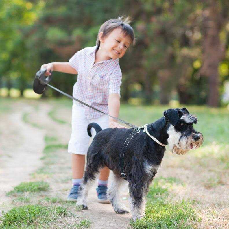 Retractable Dog Leash K264