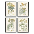 Vintage Saffron Study with Floral Herbs 4 Piece Black Framed O3817