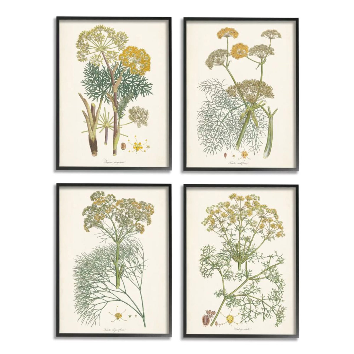 Vintage Saffron Study with Floral Herbs 4 Piece Black Framed O3817