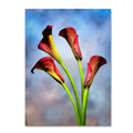 Canvas M182