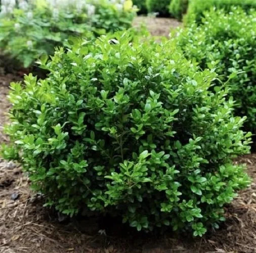Live Plant 1 QT Evergreen S218