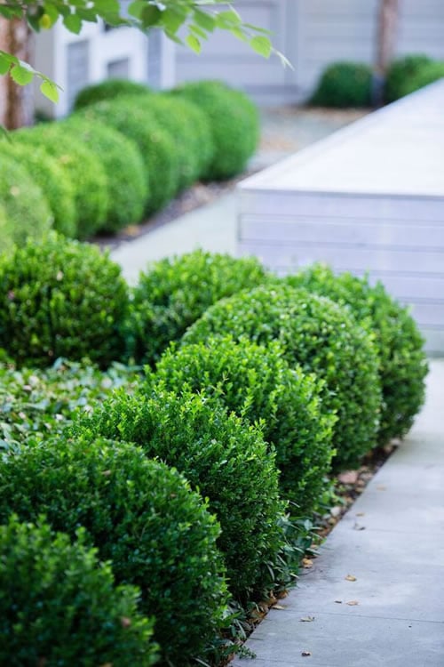 Live Plant 1 QT Evergreen S218