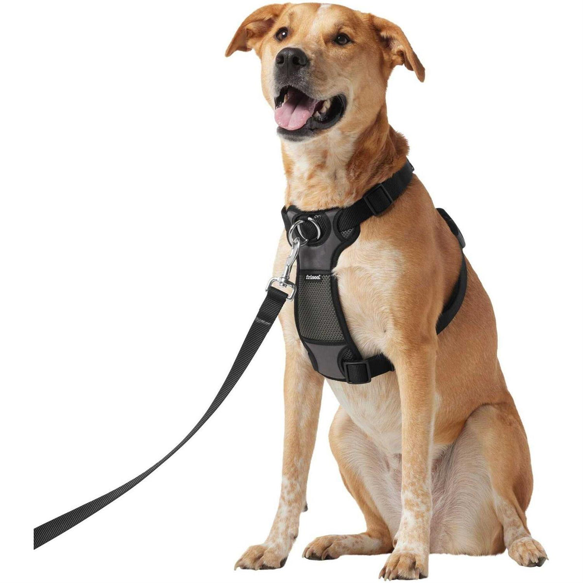 Padded Nylon No Pull Dog Harness B36522
